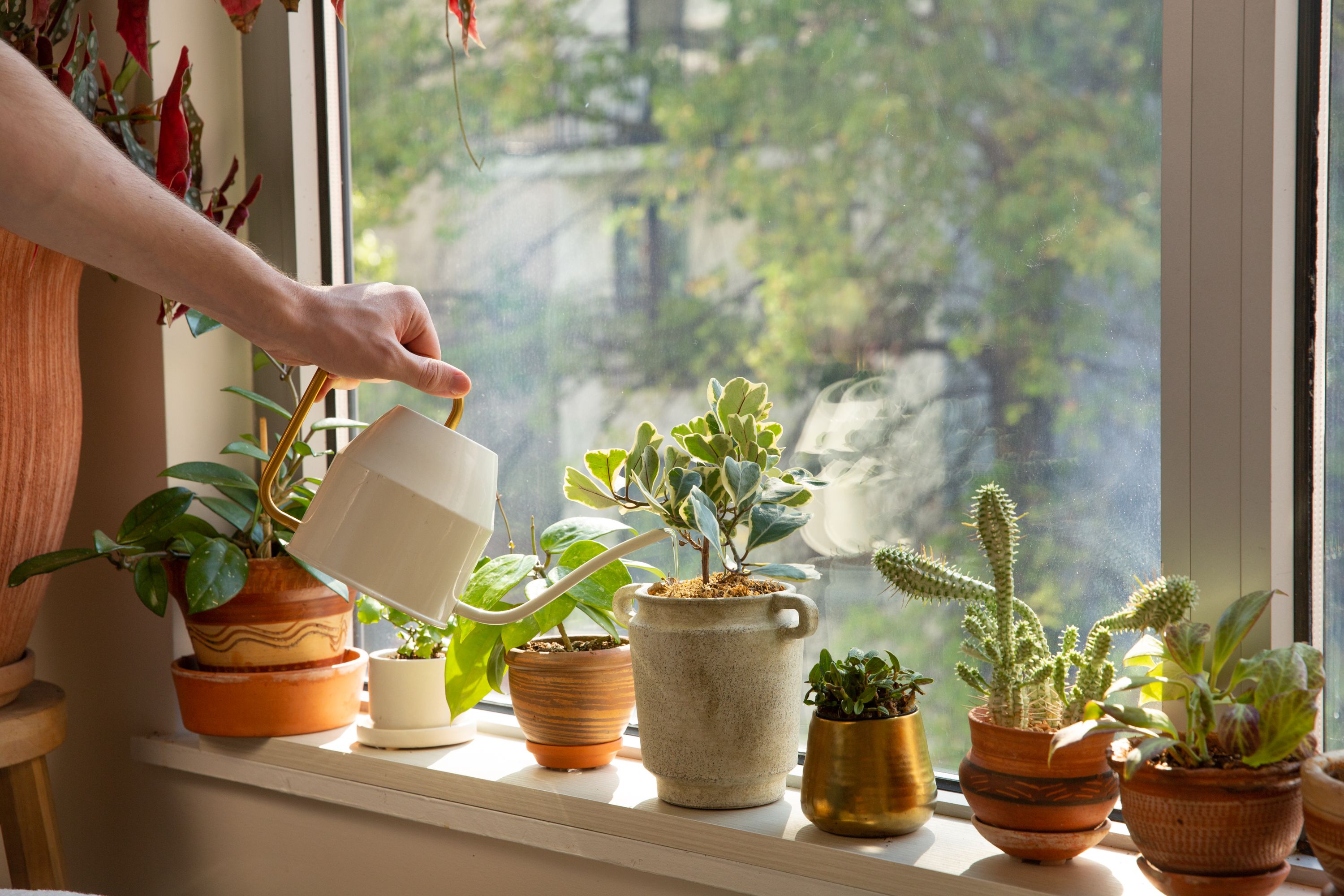 This is a picture of indoor house plants being watered using watering can